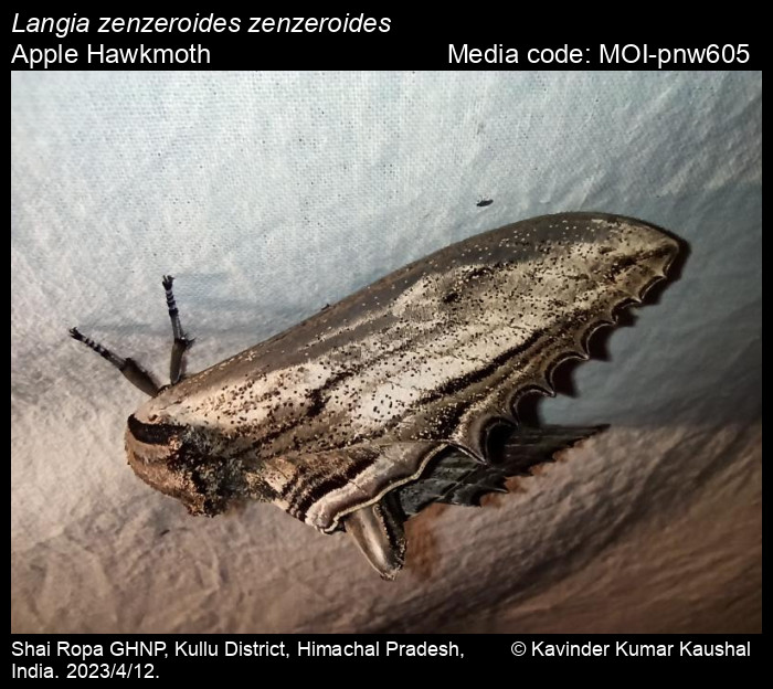 Langia zenzeroides Moore, 1872 - Apple Hawkmoth | Moths